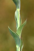 Linaria genistifolia
